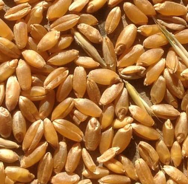 Пшеница с протеином 12,50%