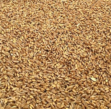 Пшеница с протеином 10,50%