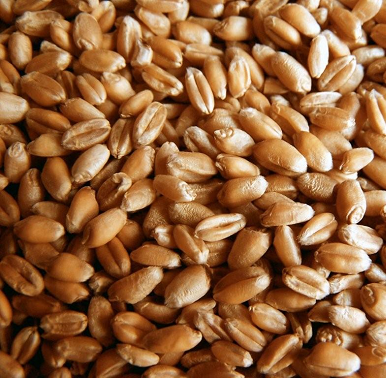 Пшеница с протеином 11,50%&nbsp;